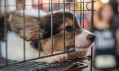 狗抢回钱包,买狗付了钱没拿狗可以退吗